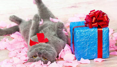 cat lying on rose petals