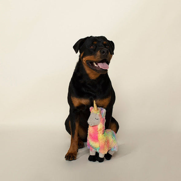 cute rottweiler with a fun plush toy shaped like a llama unicorn