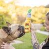 cute French bulldog looking up at a toy shaped like a bottle of beer