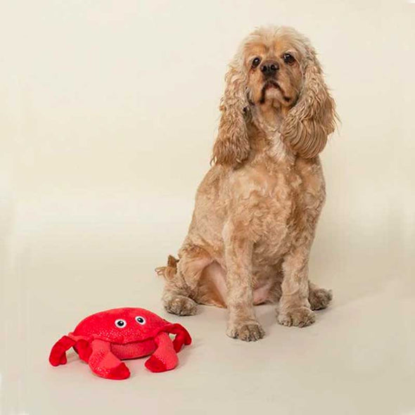 cute dog with red plush toy shaped like a crab