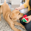 dog chewing on a toy shaped like a watermelon
